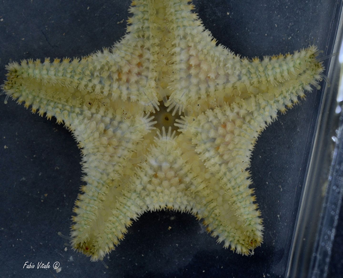 Asterina phylactica (dal versante ionico del Salento)
